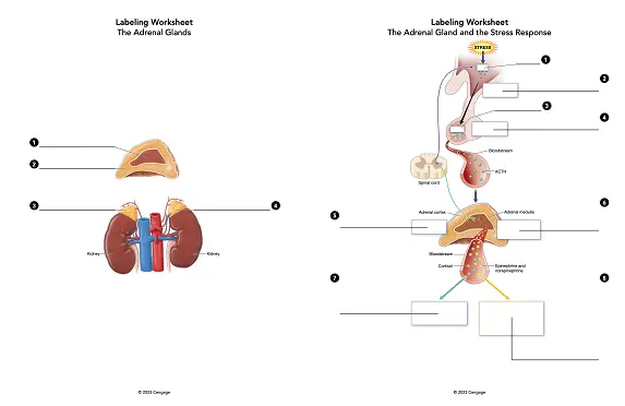 Labeling Worksheet The Adrenal Glands and the Stress Response STRESS